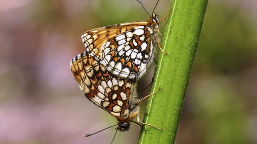 Heath fritillary butterflies on the Holnicote Estate, Somerset
